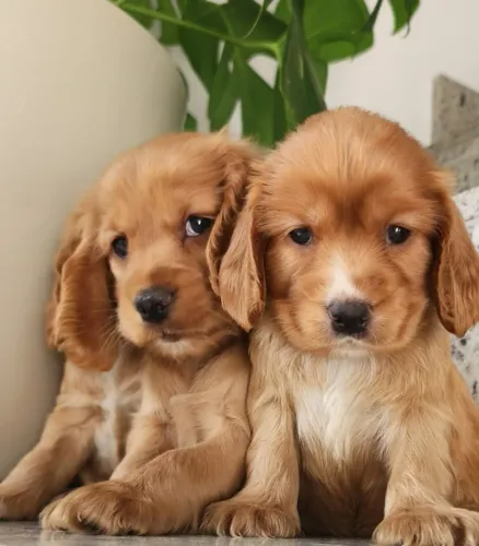 Cocker - Machos e Fêmeas a Disponíveis!