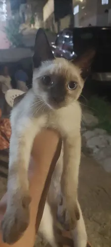 Adoção responsável 