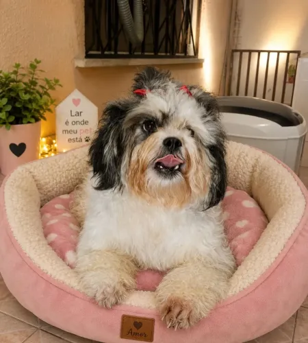 Shitzu fêmea 1 aninho 