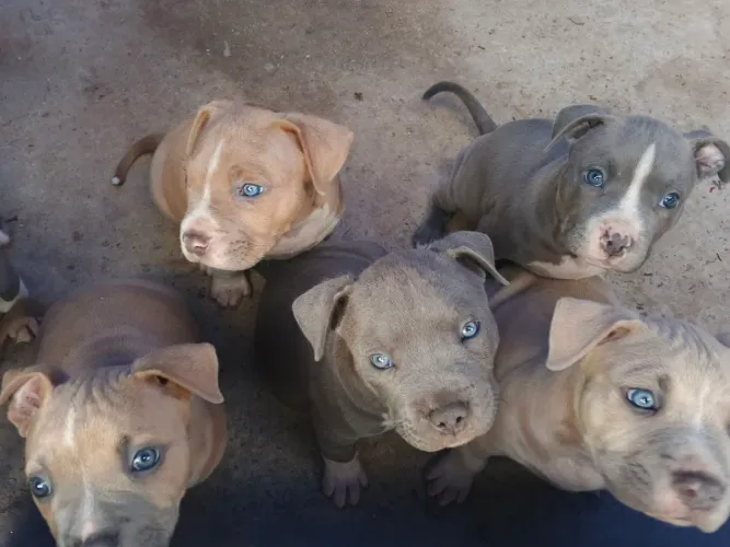 Vende se filhotes de cachorro ? America Bully com Estarfordshare 