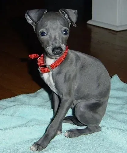 Galgo Italiano (galguinho italiano)
