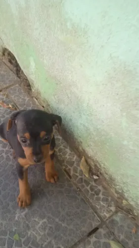 Filhote de pinscher