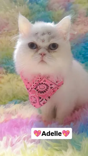 Gata Persa