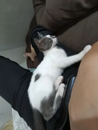 Gato Para adoção!!!!