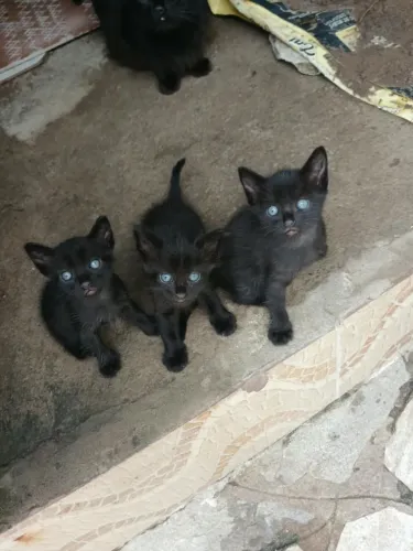 Doação de gatinhos