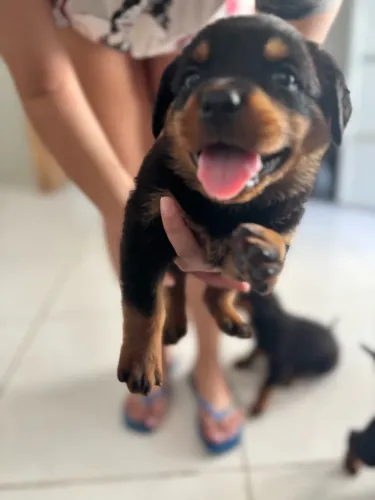 Filhote - Rottweiler