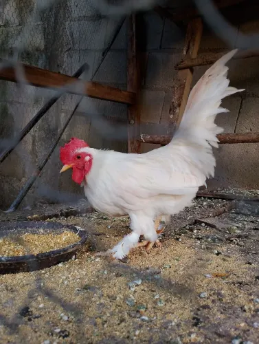 Galos garnize