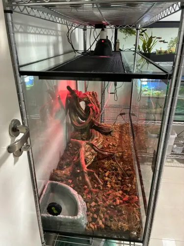 Terrário em vidro 110Cx50Lx70A (Zerba Terrarios) Ótimo estado