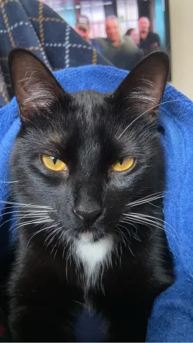 Adoção de Gato Macho