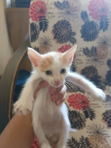 Gatinhos Filhotes para Doação