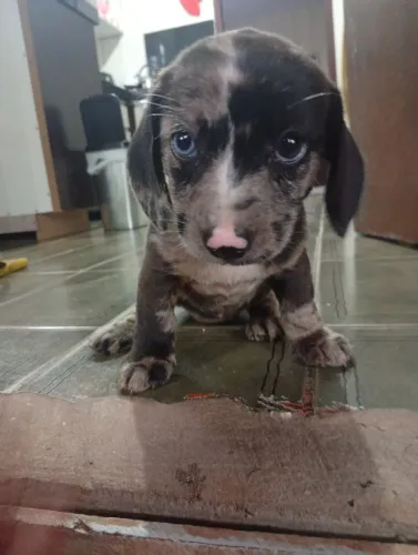 Basset/ Cofap/ salsicha