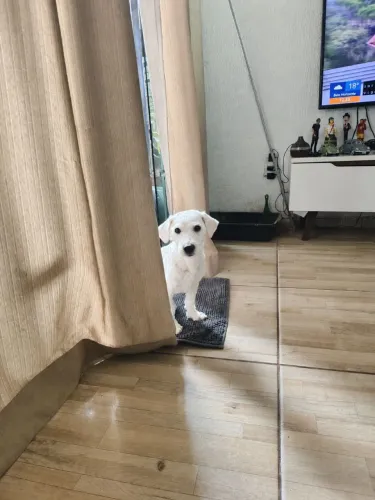 Doa se poodle