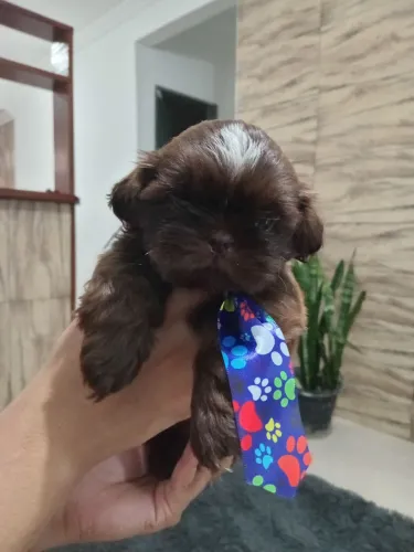 SHITZU