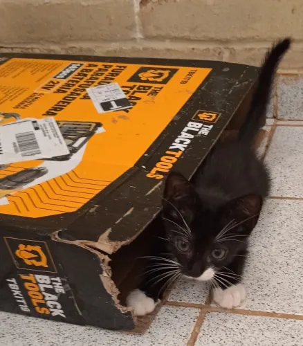 Gatinhos para adoção