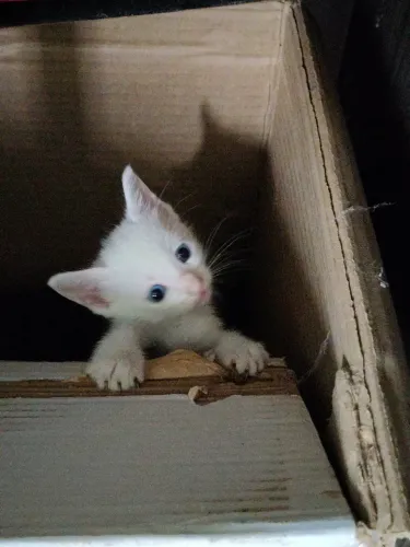 Filhotes de gatos para doação responsável