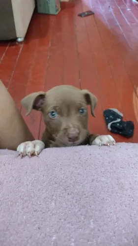 Pitbull macho