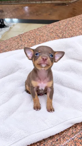 Pinscher macho chocolate