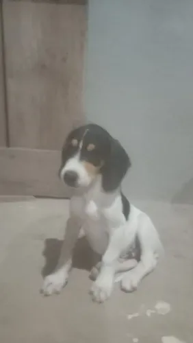Vendo um filhote e dois adultos de foxhound americano 