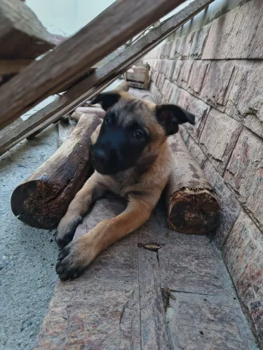 Filhote Pastor Belga Malinois