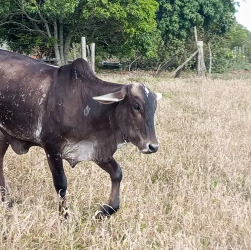 Vaca primeira cria e novilha anelorada 