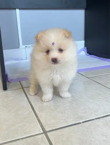 Filhotes spitz alemão 