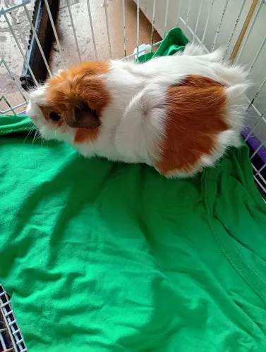 Doação porquinha da índia.leia tudo.