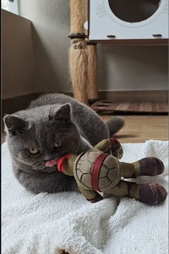British Shorthair Blue fotos reais sem IA SP