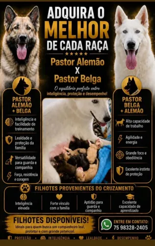 Vende-se filhotes de pastor alemão + pastor belga