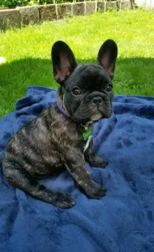 Filhotes de Bulldog Frances | Um companheiro para deixar seus dias ainda melhores.