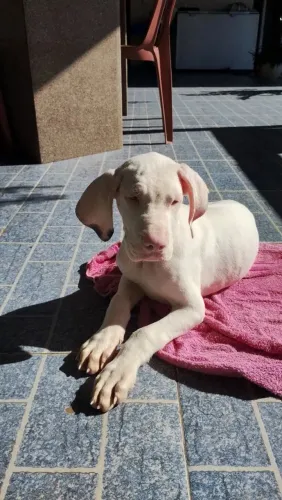 Vendo Filhotes de Dogues Alemãe,com 30 dias de vida