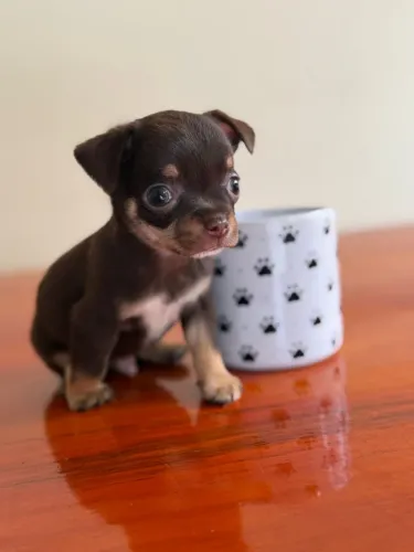 chihuahua pelo curto
