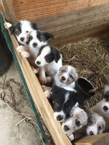 Filhote de border collie o companheiro que faz cada dia ser uma nova descoberta