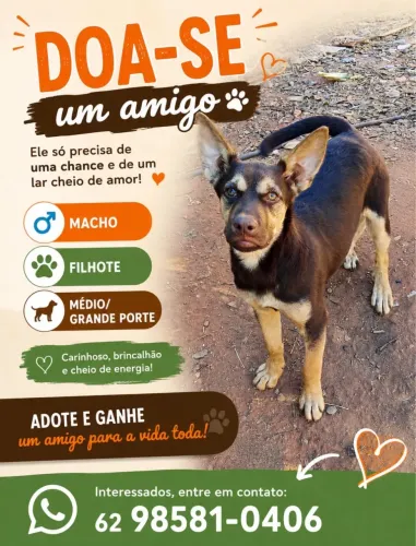 Filhote macho para adoção responsável