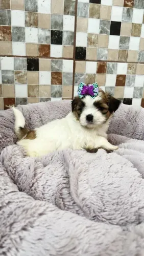 Shih Tzu charmoso demais