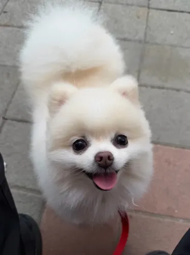 Lulu da Pomerânia