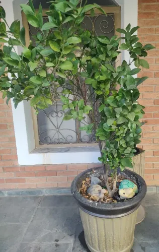 Plantas