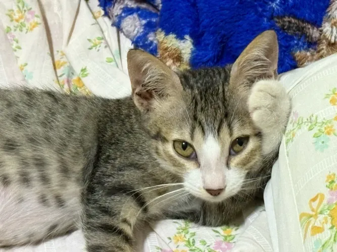 Doação/Adoção de Gata Filhote