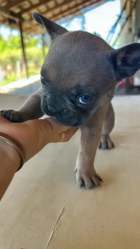 Filhote Buldogue Francês