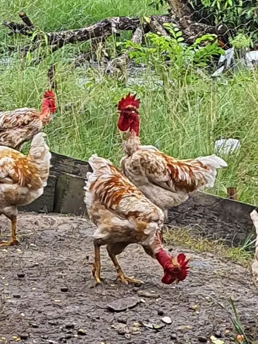 Vendo galo de capoeira rodilam para corte
