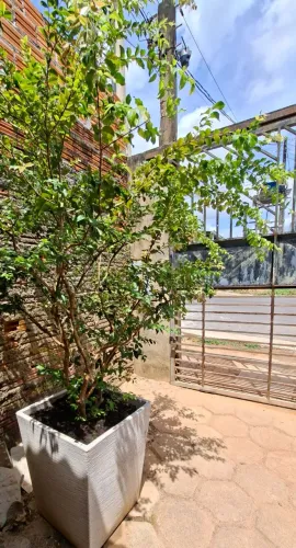 Jabuticabeira no vaso