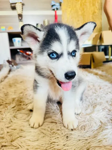 Fêmea Haskey Siberiano