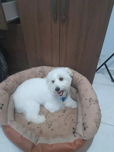 Doação Super Responsável Maltês Lindo e Dócil 4 anos  Busca Companhia Permanente