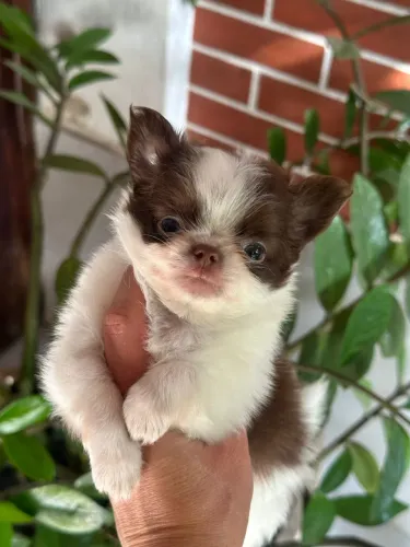 Chihuahua Pêlo Longo - Macho Encantador. 