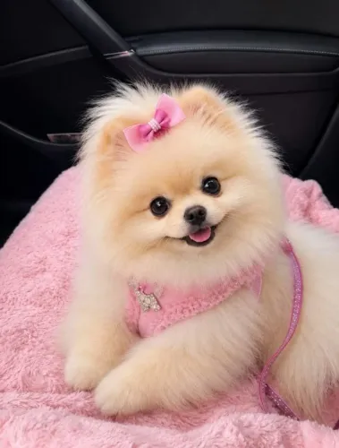 Spitz alemão Achou que não encontraria? Olha só quem apareceu