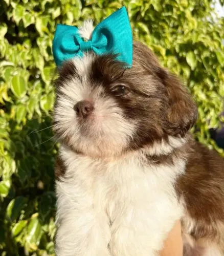 Linda fêmea Shih Tzu mini 40 dias olhos verdes genética chocolate nariz marrom 