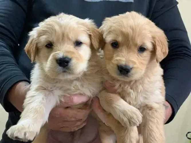 Golden retriever docil e amoroso
