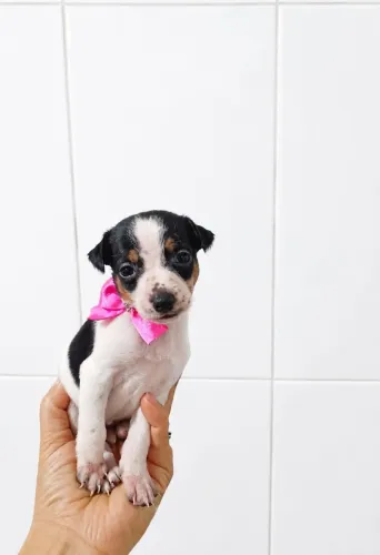 Pinscher ZERO micro de bolso