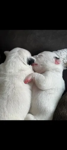 Venda de cães filhotes (Boiadeira Australiana com Pitmonster)
