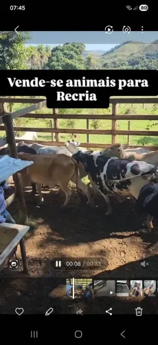 Vende-se animais para Recria, bezerros e novinhas