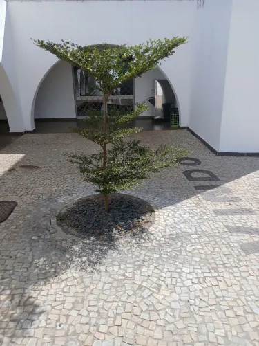 Plantas ornamentsis